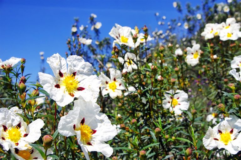 Cistus Ladanifer La Planta Todo sobre la jara y mucho más